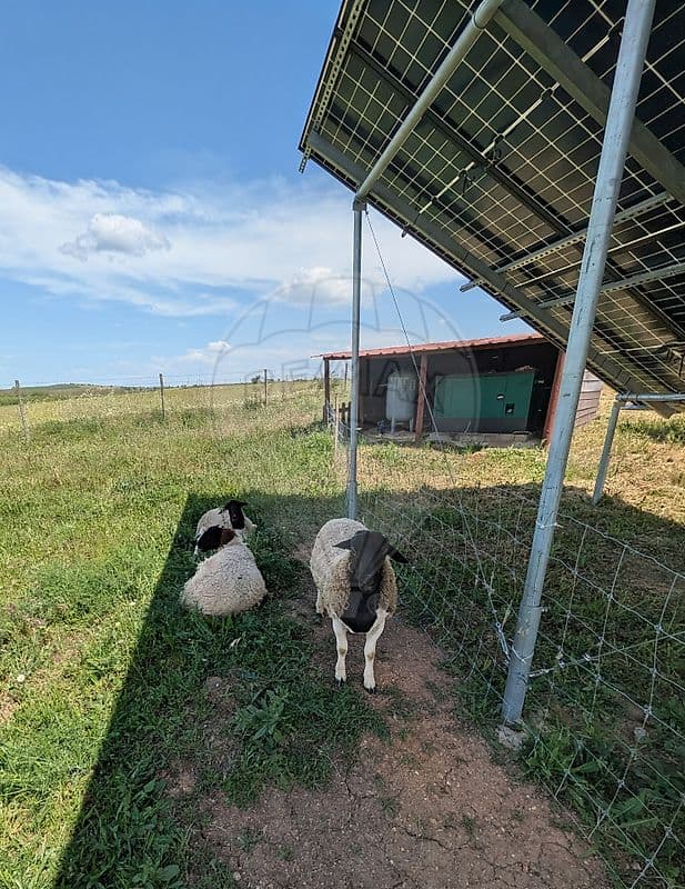 Quinta T3 à venda em Ferreira do Alentejo, foto 40